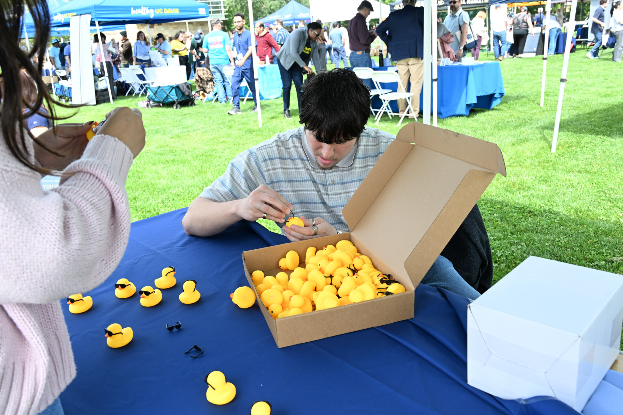Young person arranging many yellow rubber ducks on blue table at outdoor fair